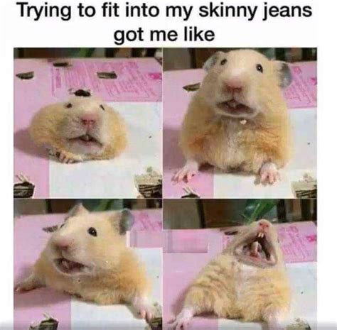 Pin By Ash Robs On Humor Cute Funny Animals Funny Hamsters Funny Animal Memes