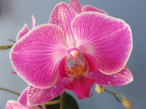 Your Orchid Is Just Resting Espoma