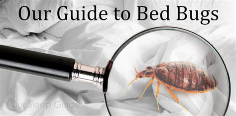 A Guide To Bed Bugs Detection Treatment And Basic Information