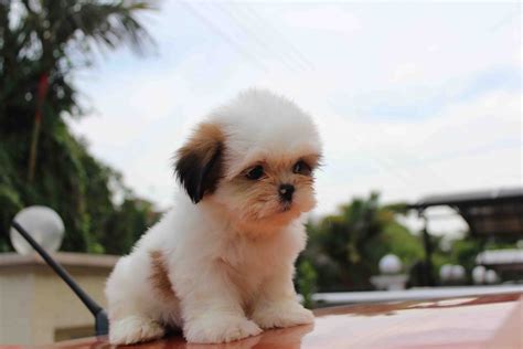 Usually, this type can cost anywhere from $300 without papers to as much as $1,550. LovelyPuppy: Mini Shih Tzu Puppies For Sales @ RM499 ONLY!!!