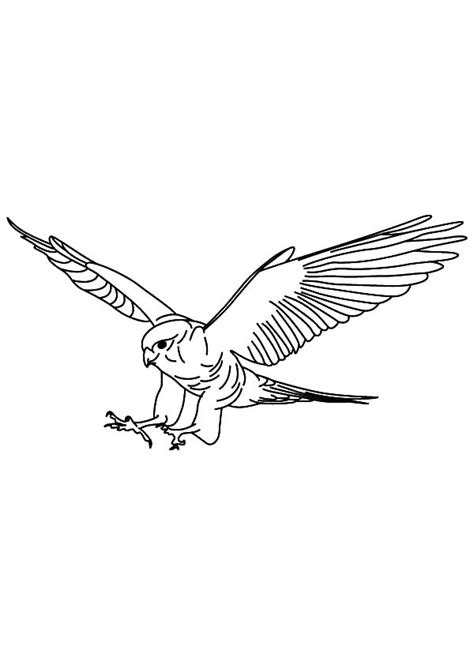 A coloring book of eagles, hawks, falcons, and owls (barbara guth worlds of wonder science series for young readers) price, anne, malick, donald on amazon.com. Chick Hunter Falcon Bird Coloring Pages - NetArt