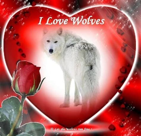 Check Out This Photo Wolf Spirit Animal Wolf Love Wolf Dog