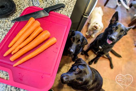 Taste buds in different parts of the tongue. People Food Your Dog Can Enjoy