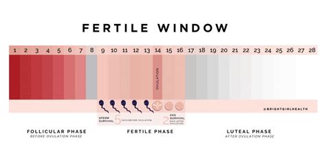 Luteal Phase Calculator Fertility Family