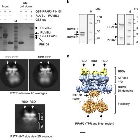 Cryo Em Imaging Of Ruvbl1ruvbl2 And The Rbd Domain A 2d Averages