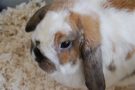 Filepet Rabbits 1 2014 01 27 Wikimedia Commons
