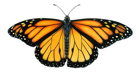 Monarch Butterfly Drawings Clipart Best