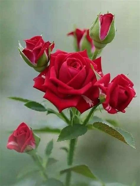 Pin By Esrarengİz🌹 On Güllerim Beautiful Rose Flowers Beautiful