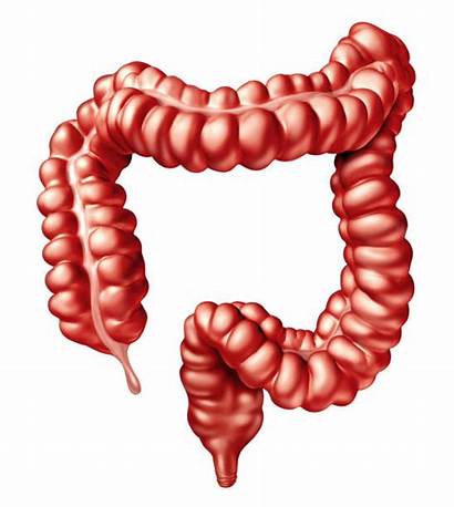 Intestine Human Illustration Digestive Organ System Bowel