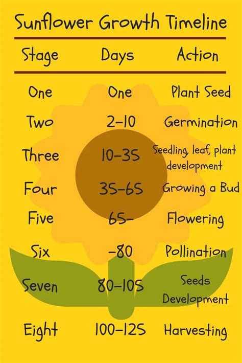 Sunflower Growth Timeline And Life Cycle 8 Stages With Pictures