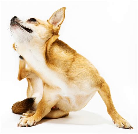 If your pooch has allergies and is experiencing both stomach and skin problems, purina pro plan focus sensitive skin and stomach dry dog food is a great choice. dog-scratching - Newtown Square Veterinary Hospital