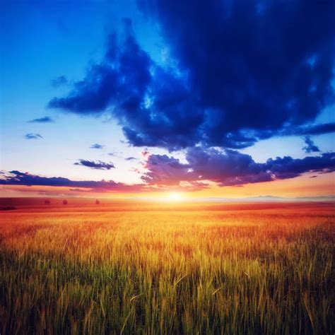 Colorful Sunset Over Wheat Field Stock Image Everypixel