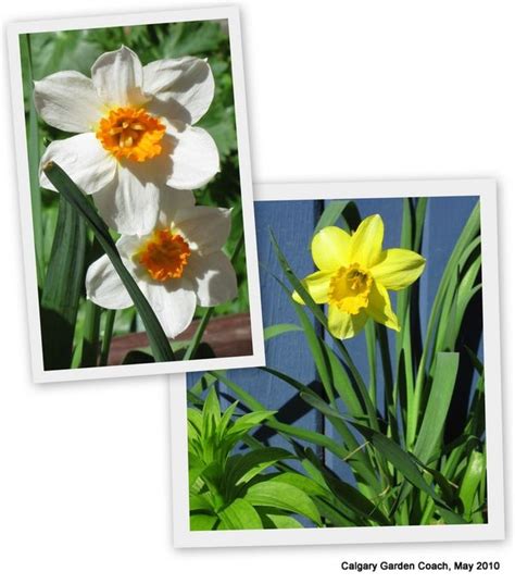 Calgary Garden Coach Narcissus Daffodils And Muscari