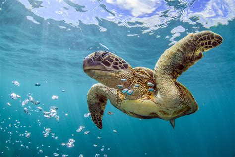 10 Interesting Sea Turtle Facts My Interesting Facts