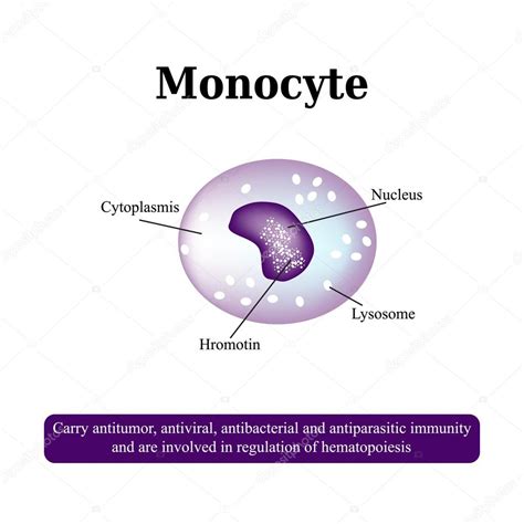 La Structure Anatomique Des Monocytes Des Cellules Sanguines
