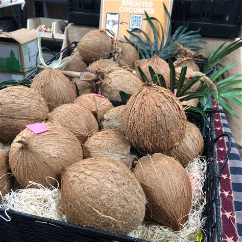 Sprouted Coconut Information Recipes And Facts