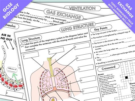 Gcse Biology Worksheet Pack On Gas Exchange Breathing Topic