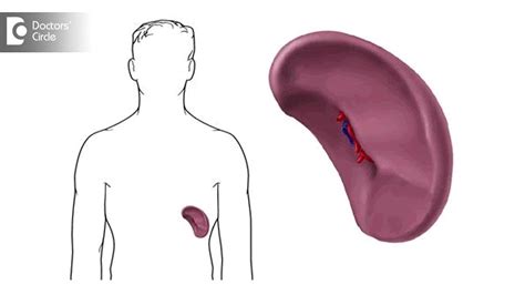 What Causes A Spleen To Enlarge Can You A Shrink An Enlarged Spleen