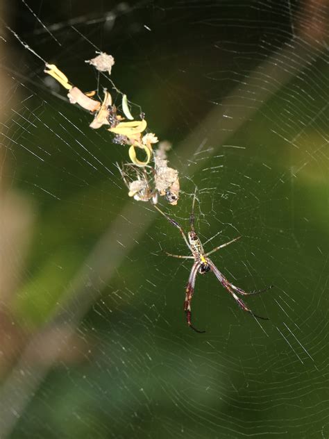 A Sub Adult Male Golden Orb Weaver Spider