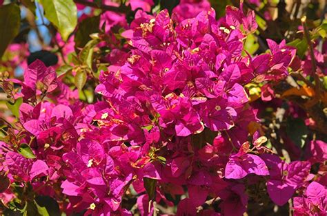 G1 Primavera Chama Atenção Pela Cor Da Flor E é Usada Para Revestir Cercas Notícias Em Flora