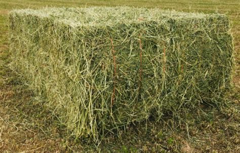 250 Kg Alfalfa Hay Bale Alfalfa Hay