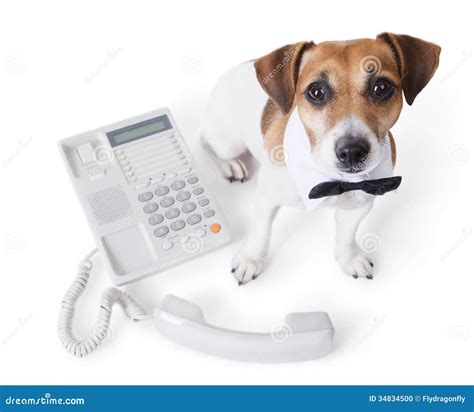 Vet Call Center Contact Us Stock Photo Image Of Gray Contact 34834500