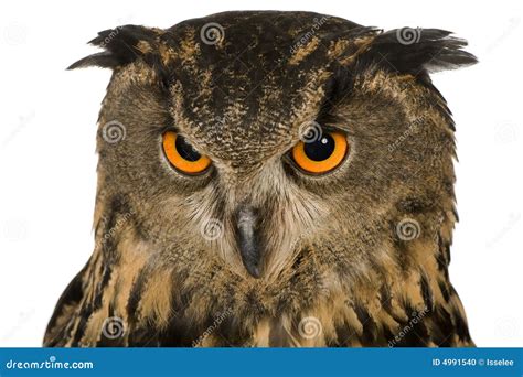 Eurasian Eagle Owl Bubo Bubo 22 Months Stock Photo Image Of Black