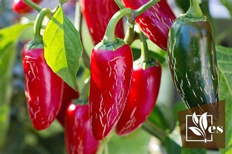 How To Overwinter Pepper Plants A Step By Step Breakdown Evergreen Seeds