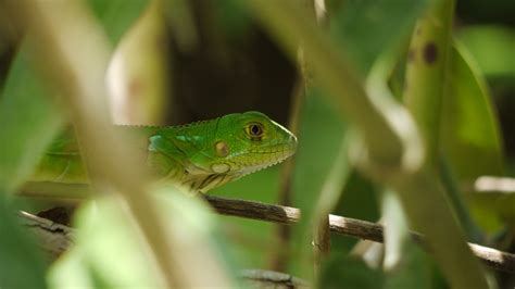 Download Wallpaper 2560x1440 Lizard Reptile Branches Leaves Green