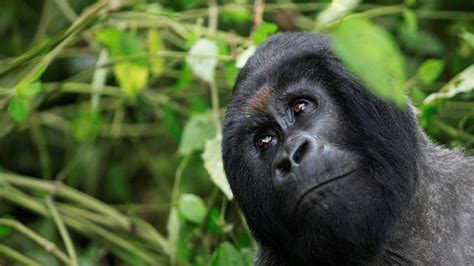 Short Uganda Gorilla Safari Holidays Ultimate Gorilla Tour Uganda