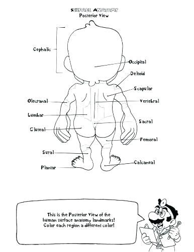 Free Printable Human Anatomy Coloring Pages At GetColorings Free Printable Colorings Pages