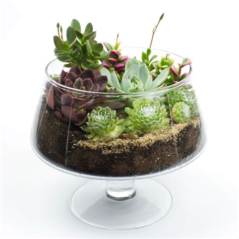 Terrarium containers are typically transparent and provide an opening big enough to allow the gardener to access the plants inside. The Brandy Snifter DIY Succulent Terrarium Kit | Juicykits.com