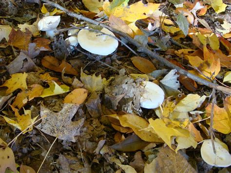 Large White Mushrooms In Leaf Compost Mushroom Hunting And