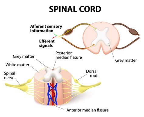Spinal Cord Injury Classification And Syndromes