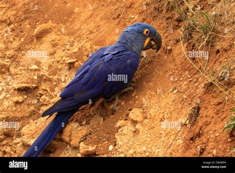 Purple Hyacinth Macaw Hi Res Stock Photography And Images Alamy