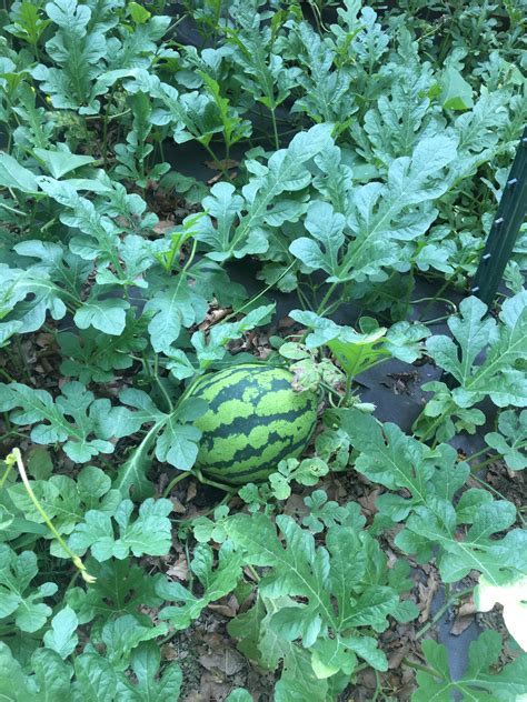 Watermelon Growing General Gardening Growing Fruit