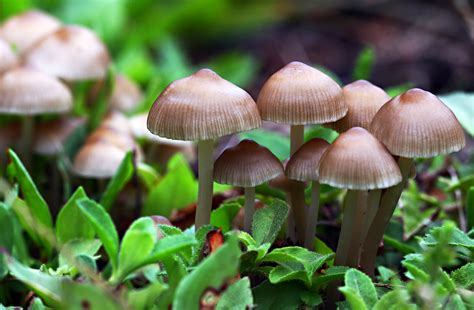 Groom the Mushroom - Mushroom Manchurian Recipe