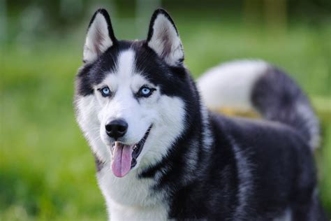 Siberian Husky Dog Breed Information And Characteristics Daily Paws