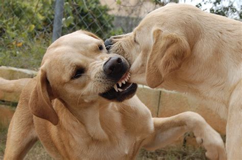 Esta Es La Mejor Forma De Separar Una Pelea De Perros By Dogcrowd