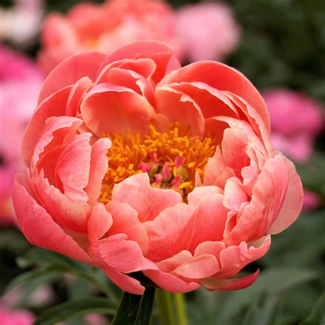 We did not find results for: Peony Coral Charm - Easy To Grow Bulbs