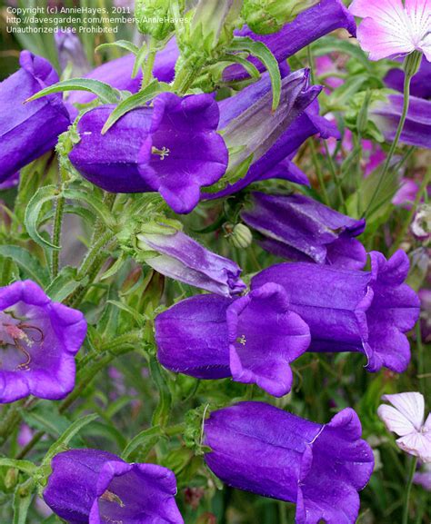 Plantfiles Pictures Campanula Canterbury Bells Bellflower Deep Blue