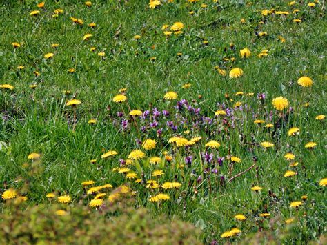 Free Images Nature Grass Field Lawn Meadow Prairie Flower