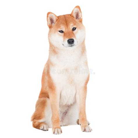 Shiba Inu Dog On White Background Stock Photo Image Of Purebred