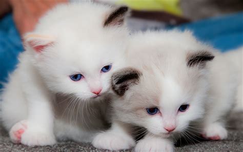 Download Wallpapers Small White Kittens Cute Animals Cute Cats Pets