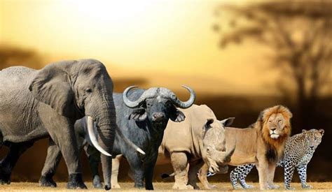 Africas Big Five Animals Big Five Animals In Africa