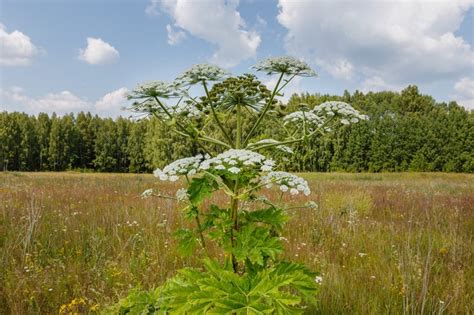 Giant Hogsweed And Wild Parsnip Are Growing In New York