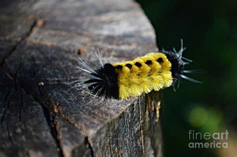 Spotted Tussock Moth Caterpillar Photograph By Sharon L Stacy Fine