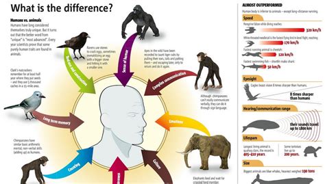 The Differences Between Humans And Other Animals Infographic Karma
