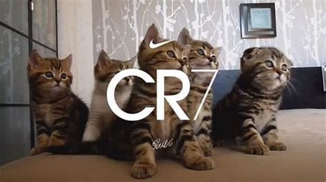 Cristiano ronaldo lässt seine katze mit privatjet in klinik fliegen. W&V: Nike lässt Cristiano Ronaldo und die Katzen tanzen