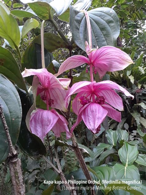 Mga Bulaklak Ng Makiling Tampok Sa Barya Natin Los Baños Times